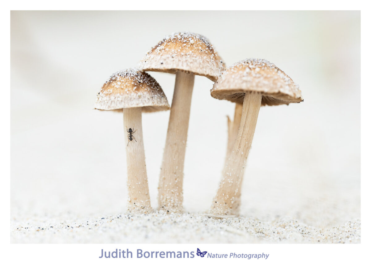 duinpaddenstoelen met mier