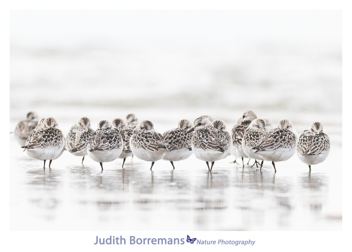 Drieteenstrandlopertjes op het strand