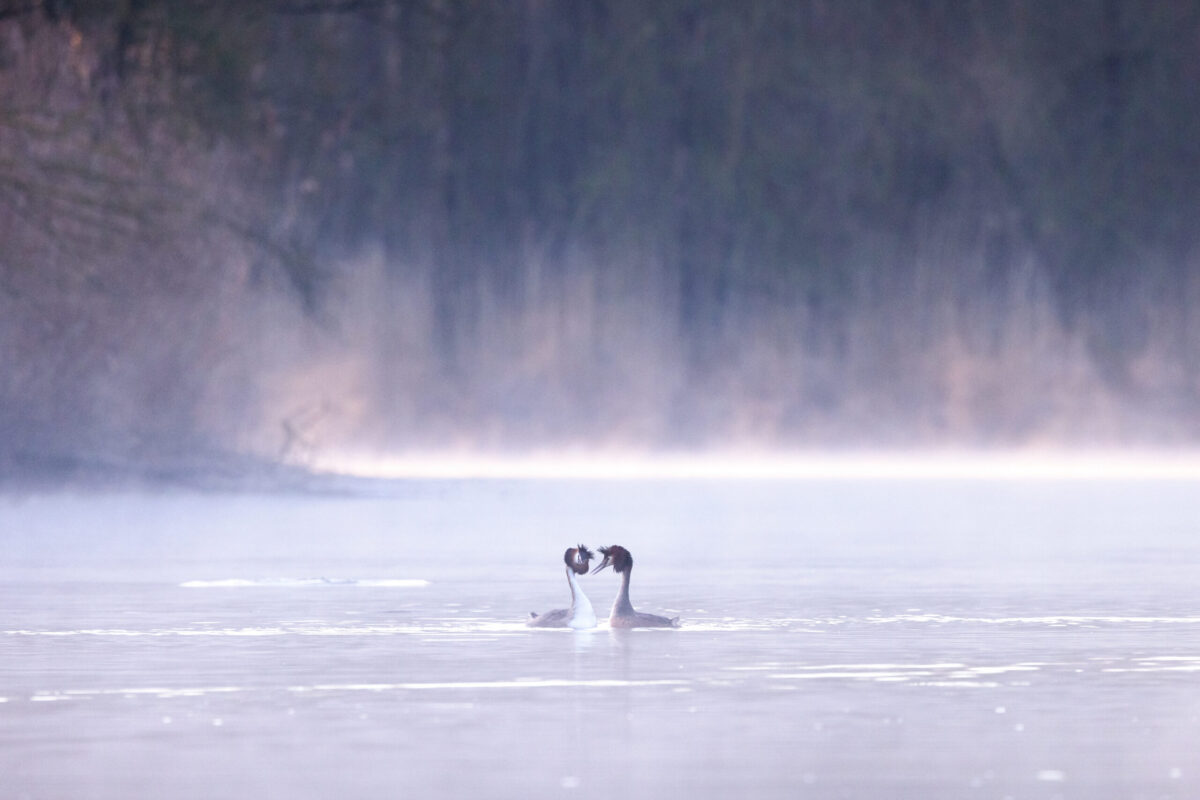 Herbert en Judith gidsen in de Biesbosch