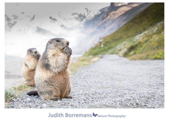 Alpenmarmotten Fotograferen