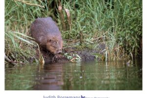 Bevers in de Biesbosch