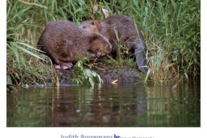 Bevers in de Biesbosch