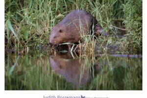 Bevers in de Biesbosch