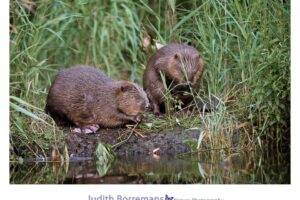 Bevers in de Biesbosch