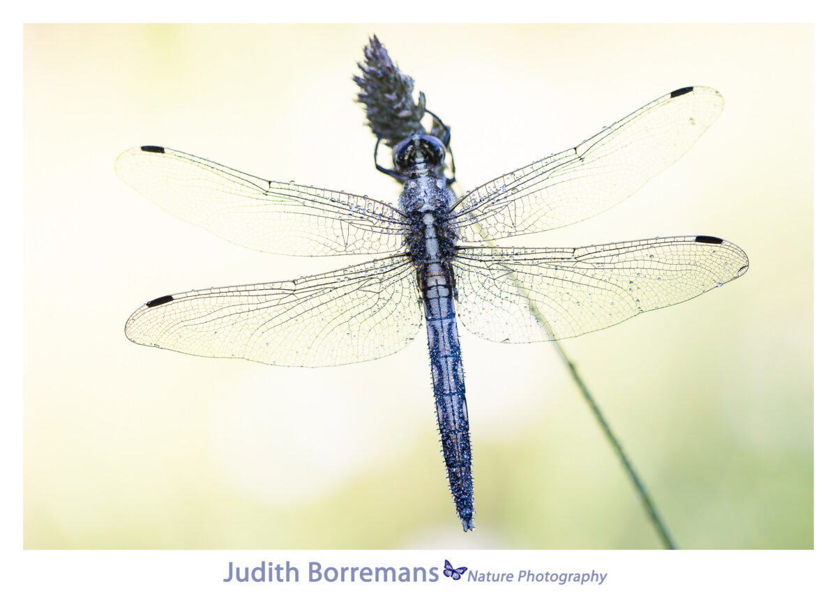 Libelle in La Brenne