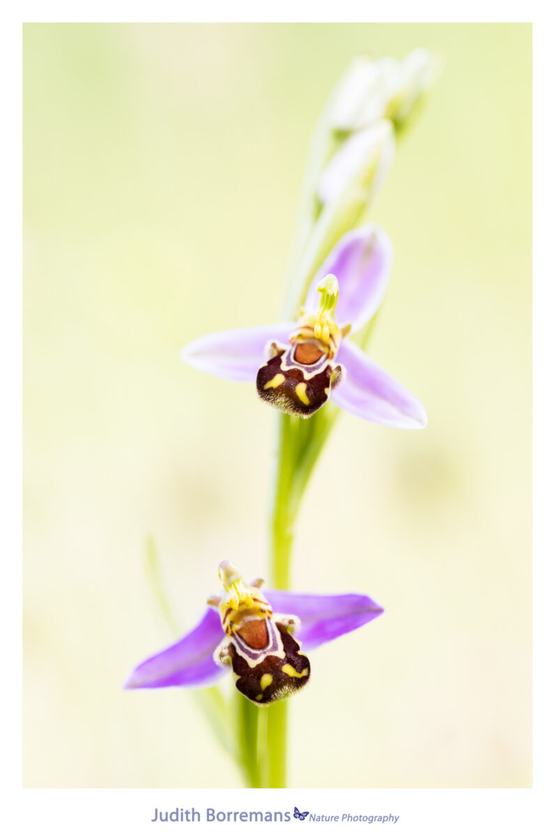 Bijenorchis in La Brenne