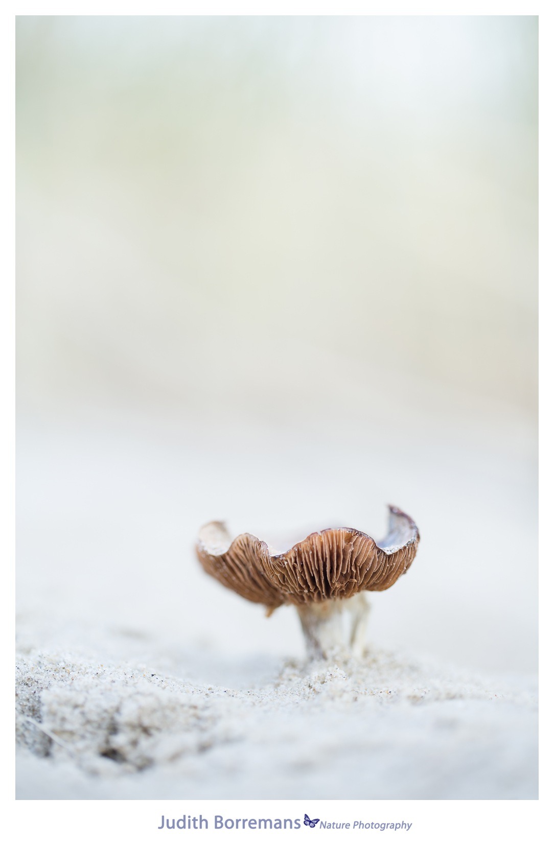Duinpaddenstoel