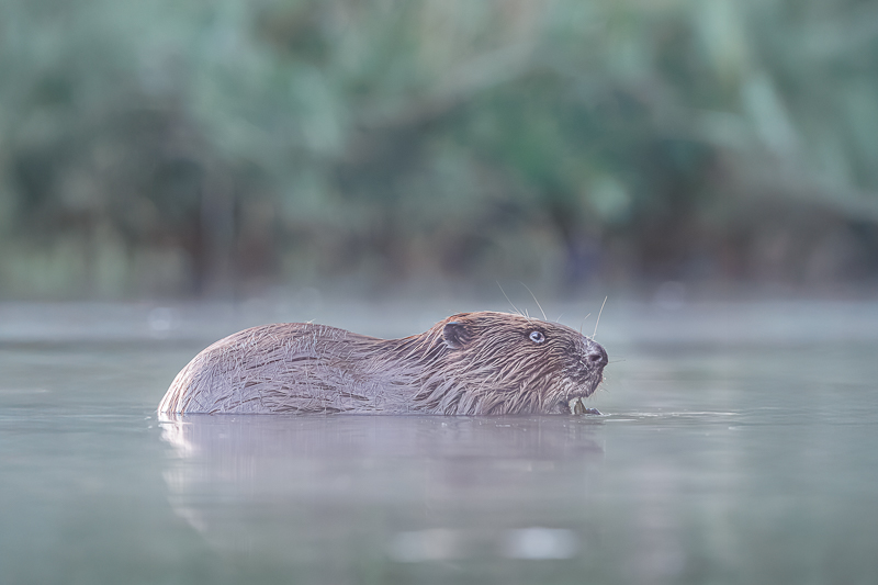 Fotograferen in de Biesbosch met de JBN sloep