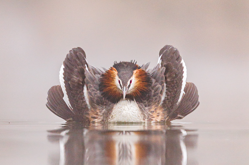 Fotograferen in de Biesbosch met de JBN sloep