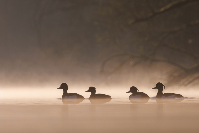 Fotograferen in de Biesbosch met de JBN sloep