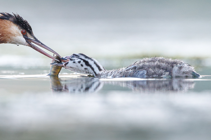 Fotograferen in de Biesbosch met de JBN sloep