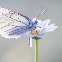 Vlinders fotograferen in Viroinval - 1-persoonskamer met eigen badkamer juni 2022