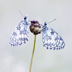 Vlinders fotograferen in Viroinval - 1-persoonskamer met eigen badkamer