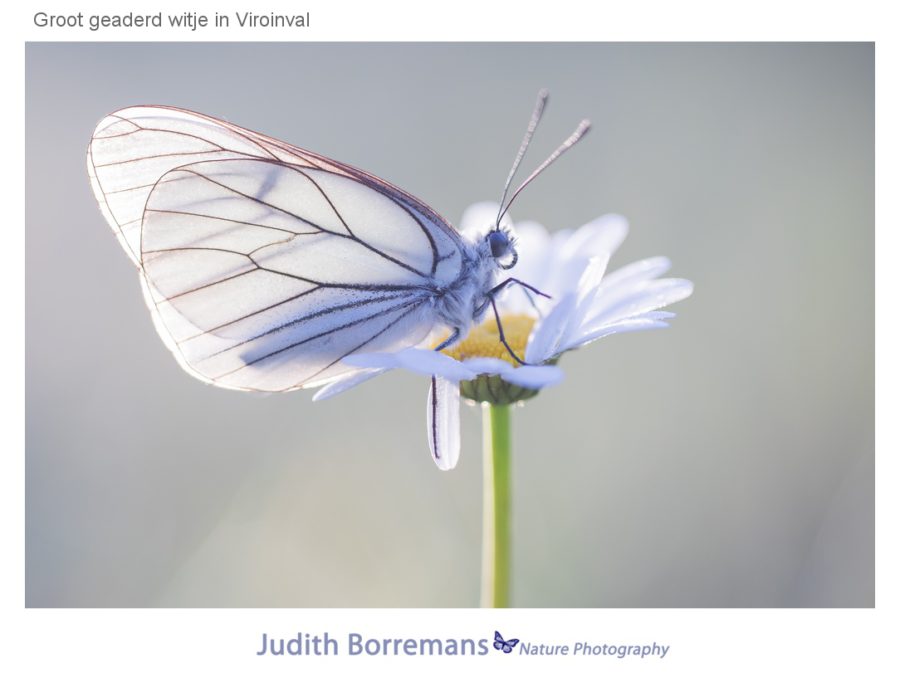 Vlinders In De Viroinval Judith Borremans Natuurfotografie