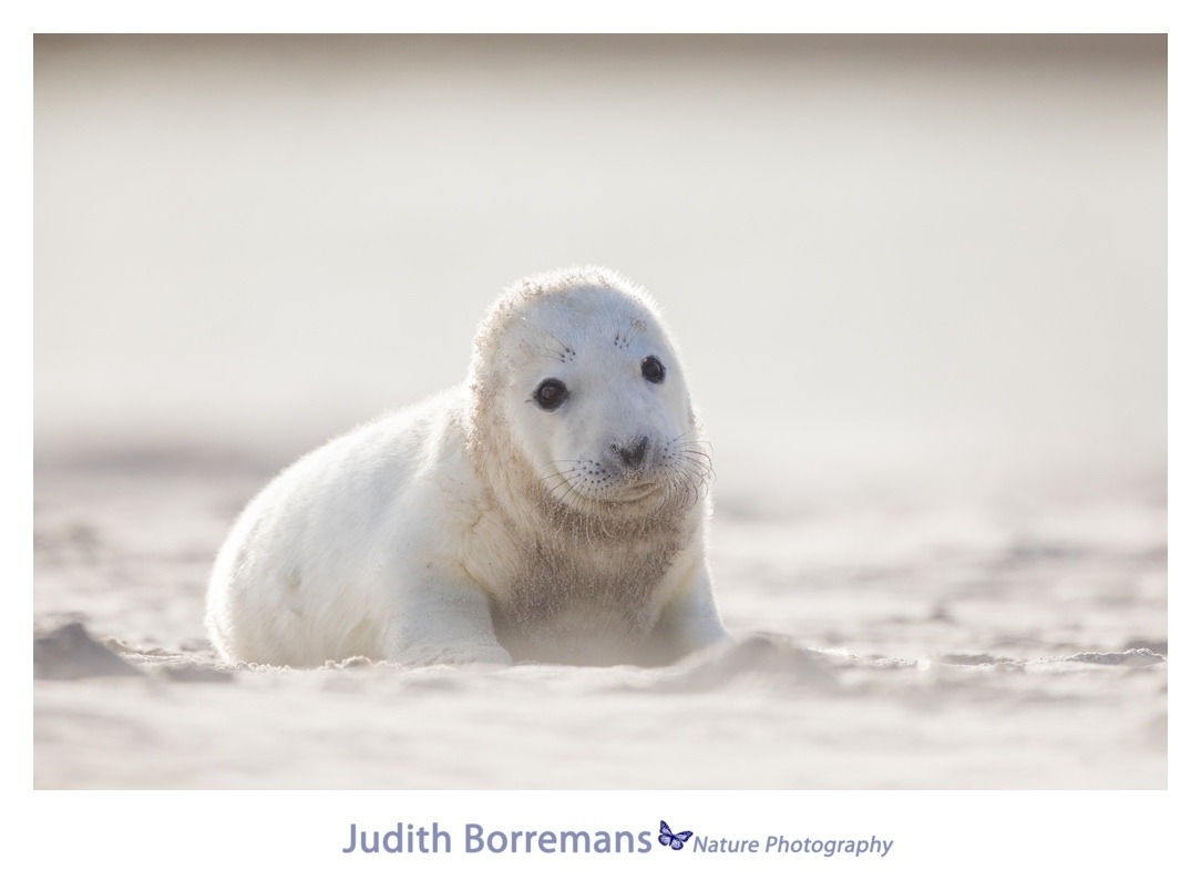 Pasgeboren grijze zeehond op Dune