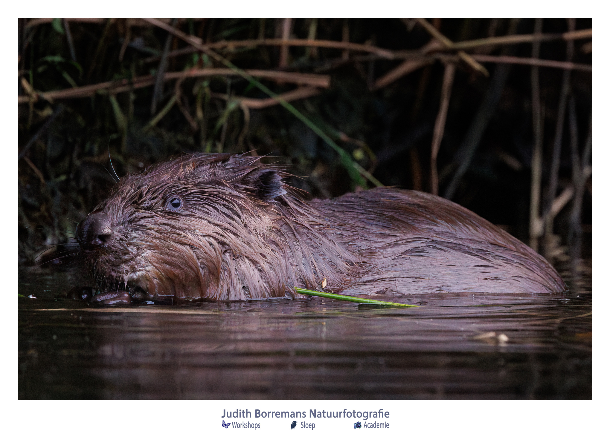 JBN sloep bever