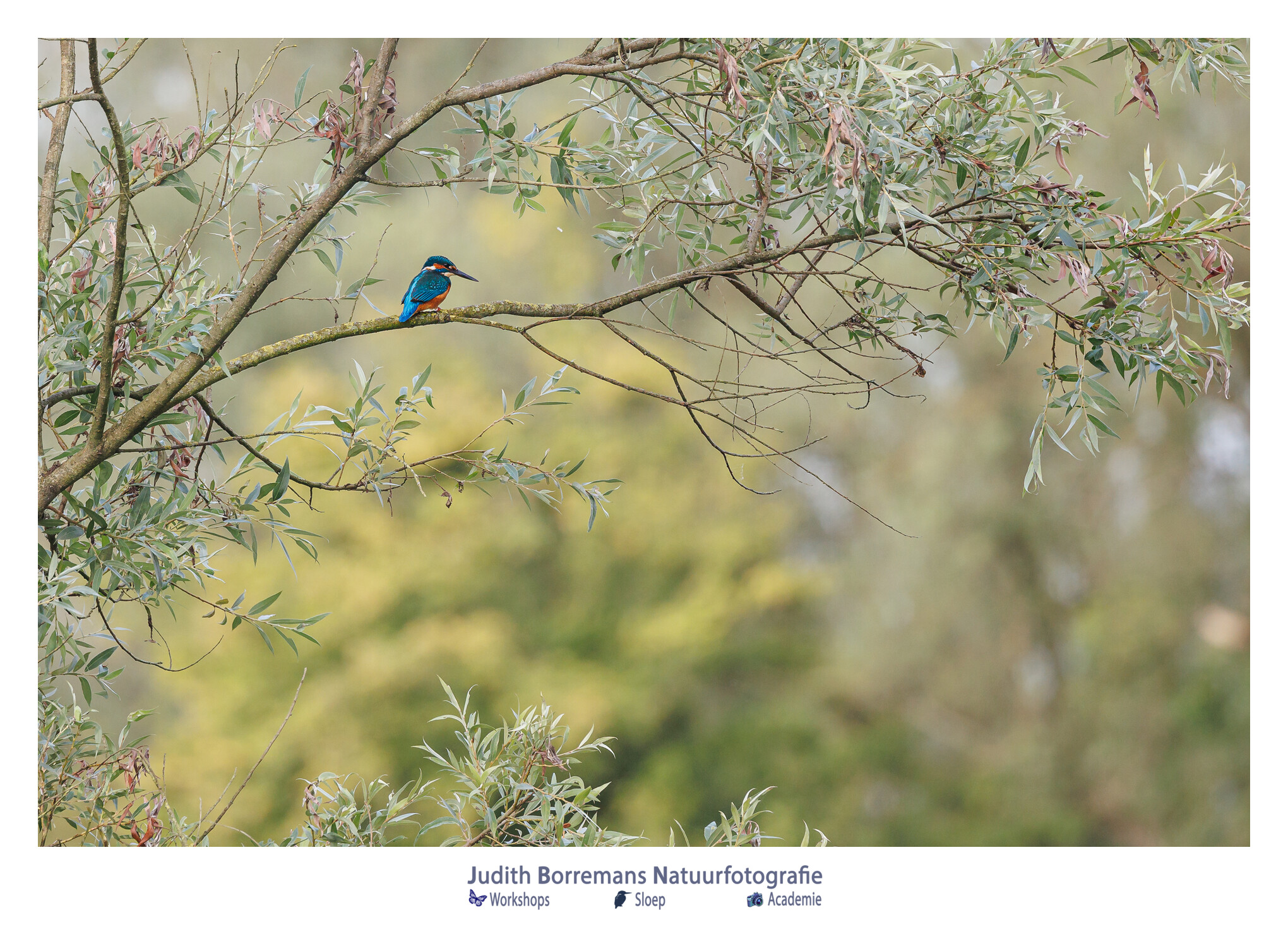 JBN sloep ijsvogel