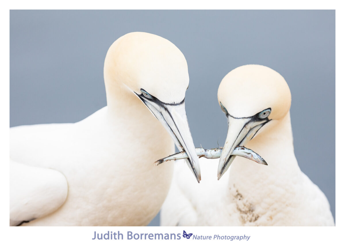 Jan van Genten op Helgoland