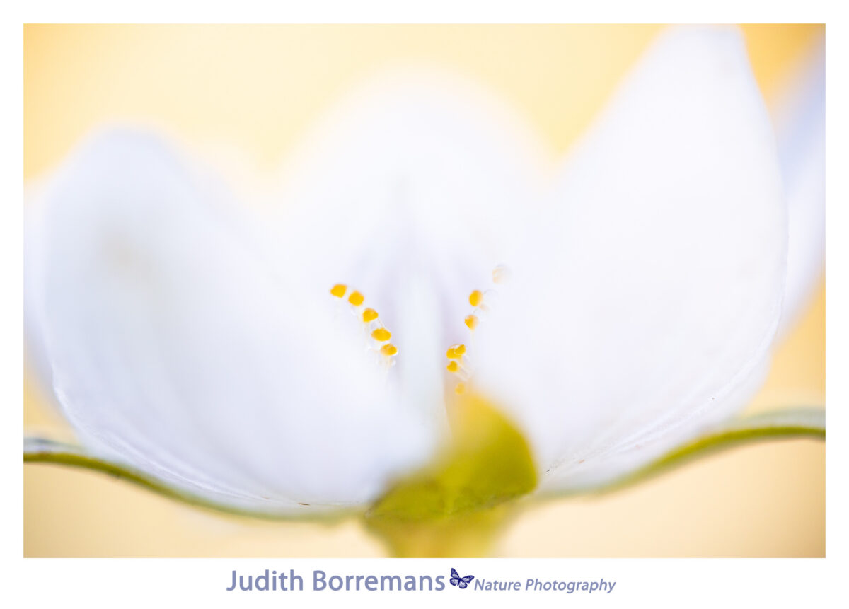 Parnassia