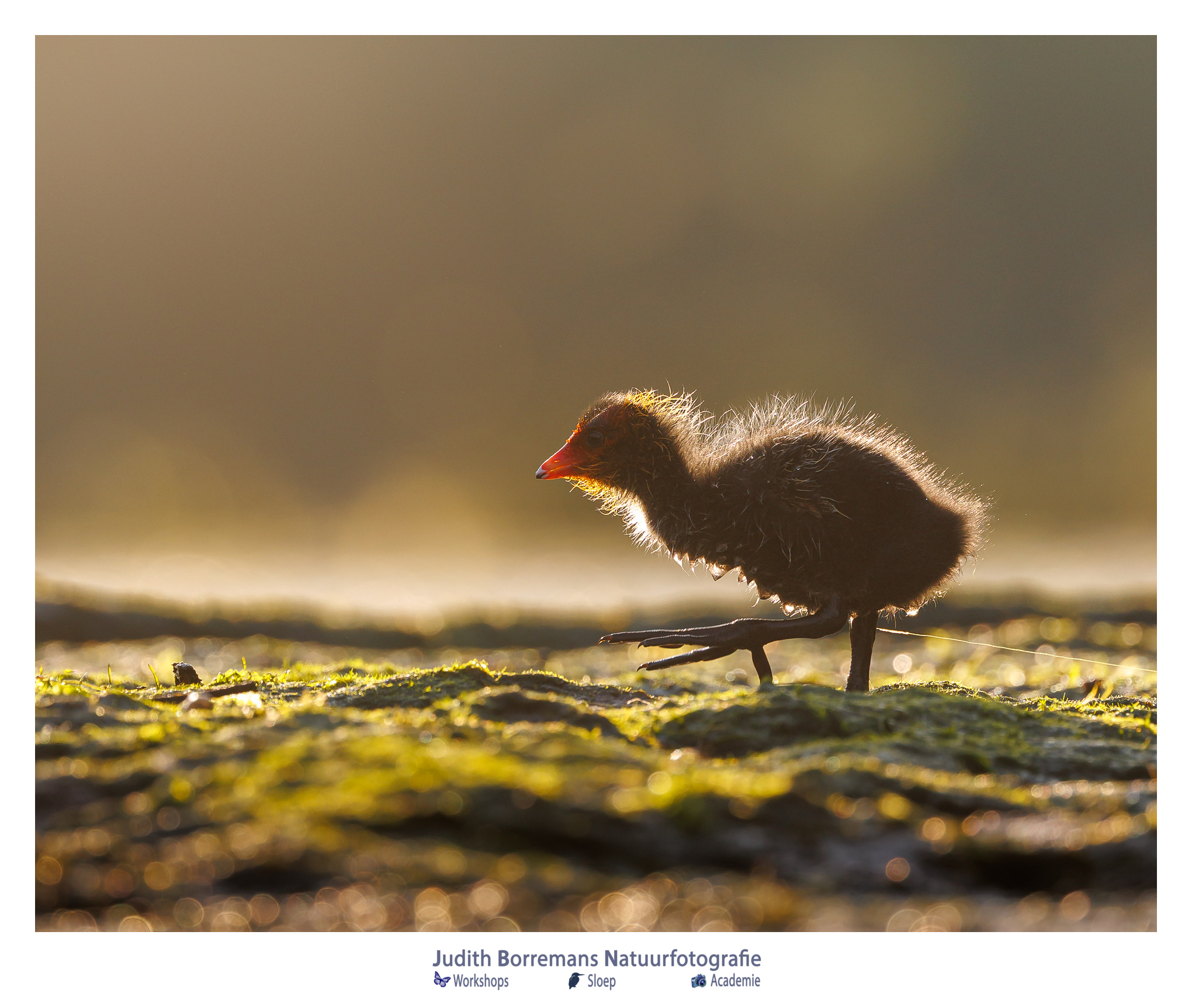 Jonge meerkoetjes in prachtig ochtendlicht in de Brabantse Biesbosch, vastgelegd tijdens een natuurfotografie tocht.