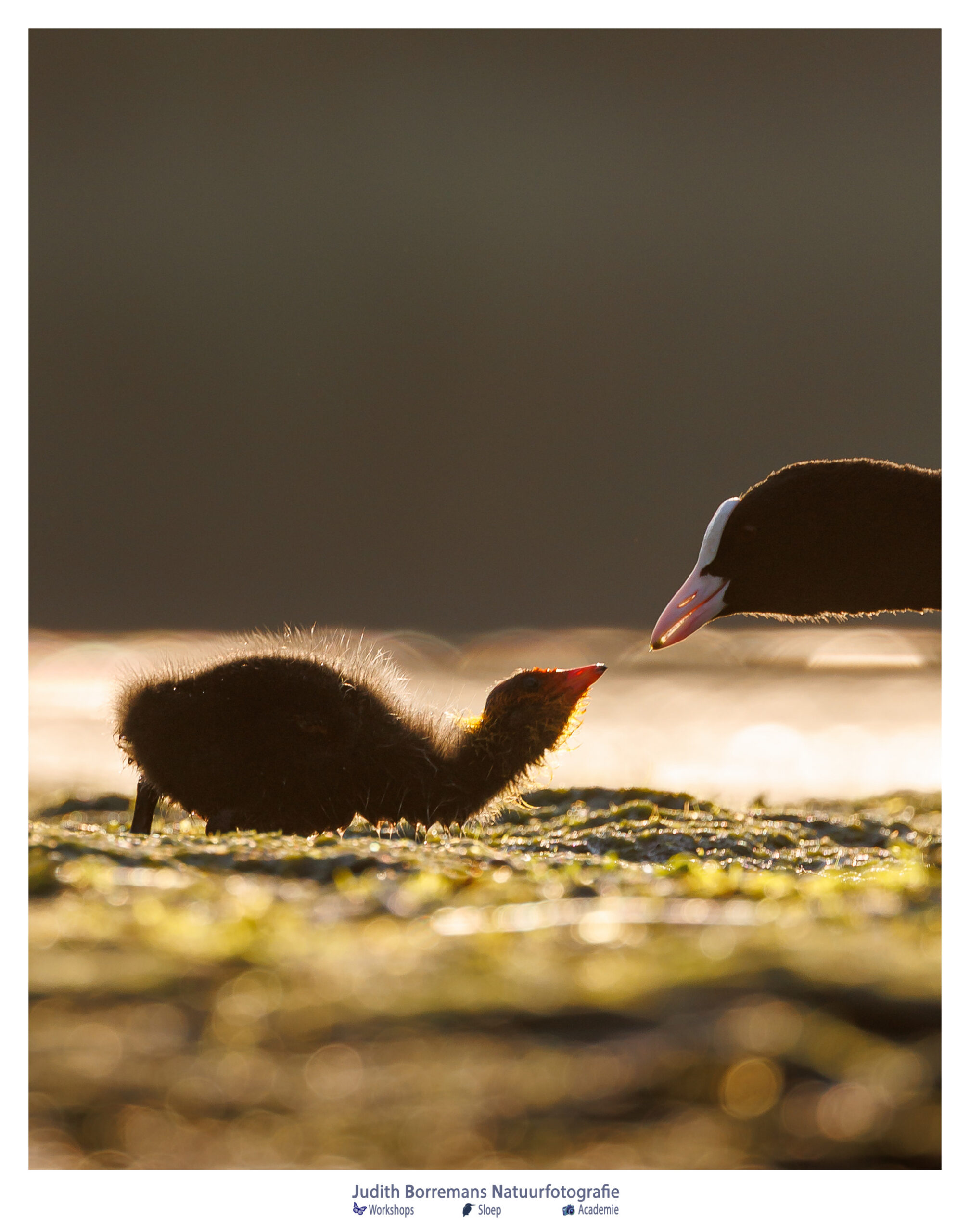 Jong meerkoetje wordt gevoerd door een oudervogel in warm tegenlicht tijdens een vroege ochtend in de Brabantse Biesbosch.