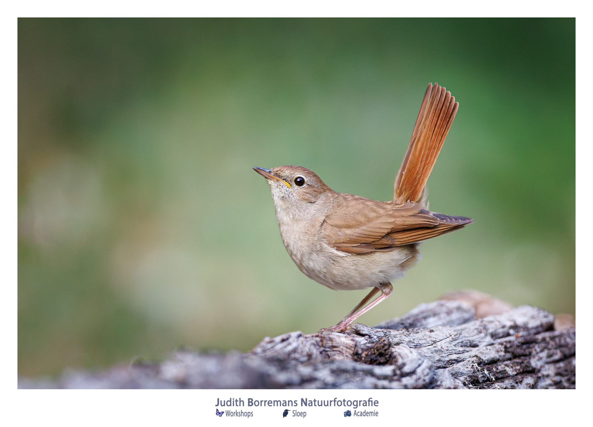 Nachtegaal gefotografeerd in een vogelhut tijdens een fotoreis in Hongarije – natuurfotografie door Judith Borremans