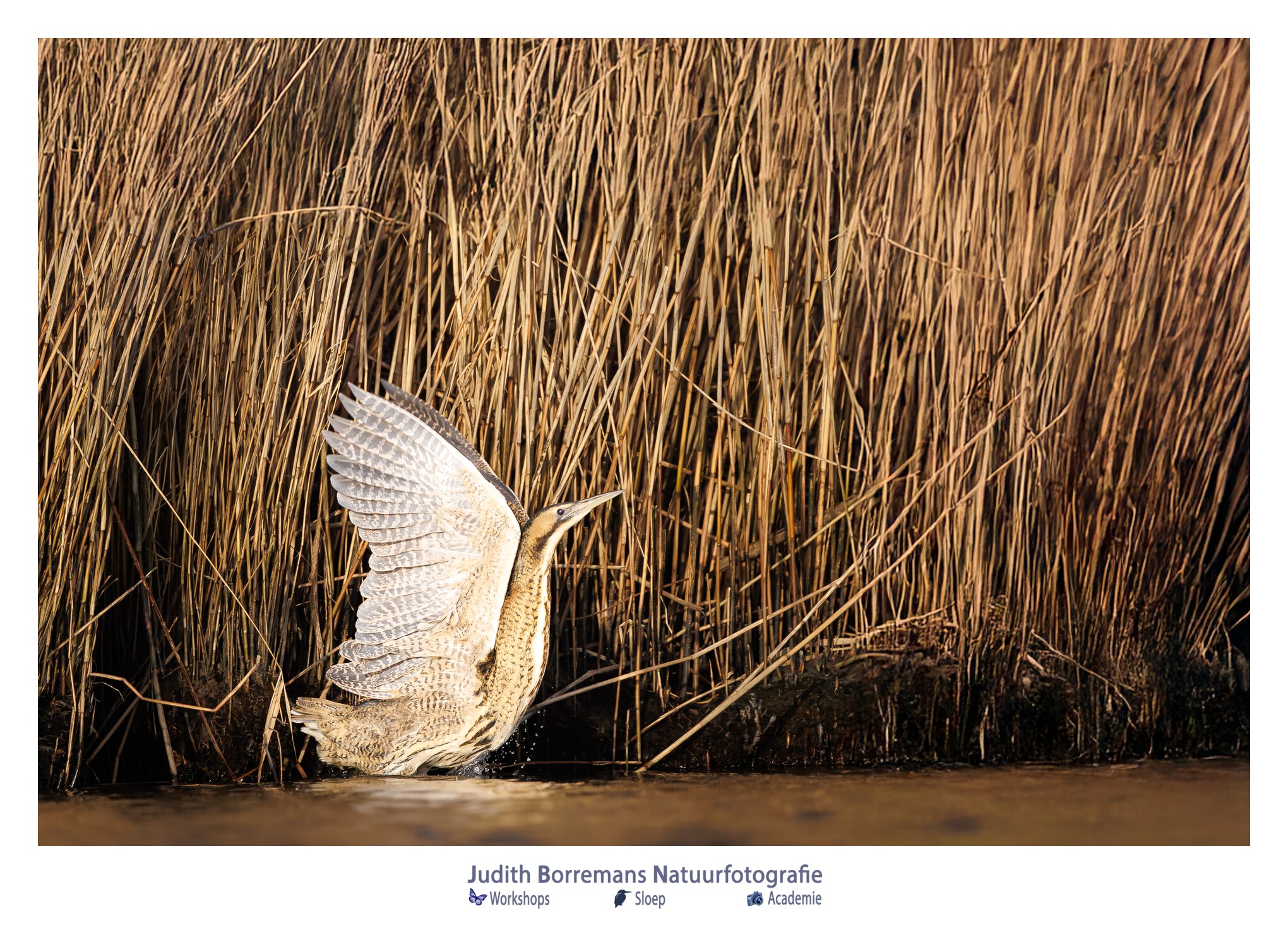 Roerdomp met de vleugels wijd gefotografeerd vanuit JBN sloep in de Brabantse Biesbosch
