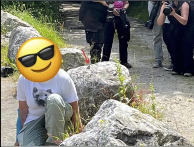 Witte achtergrond bij weerschijnvlinder