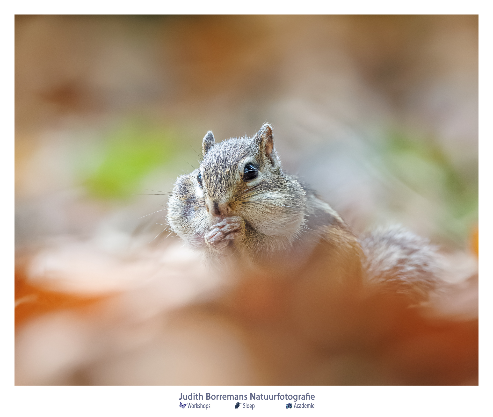 Siberische eekhoorn in het wandelbos in Tilburg