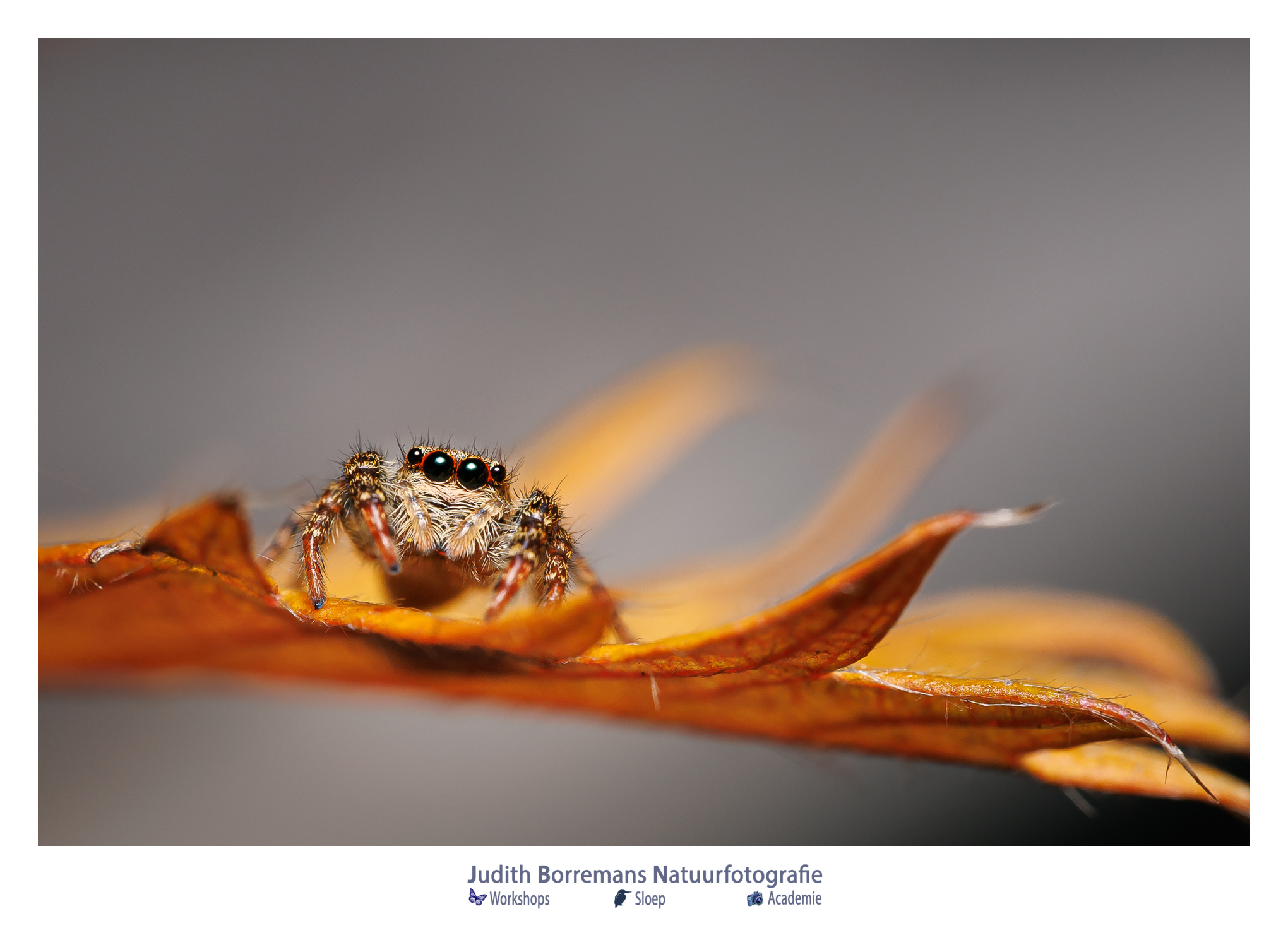 macro foto van een springspinnetje met grote ogen