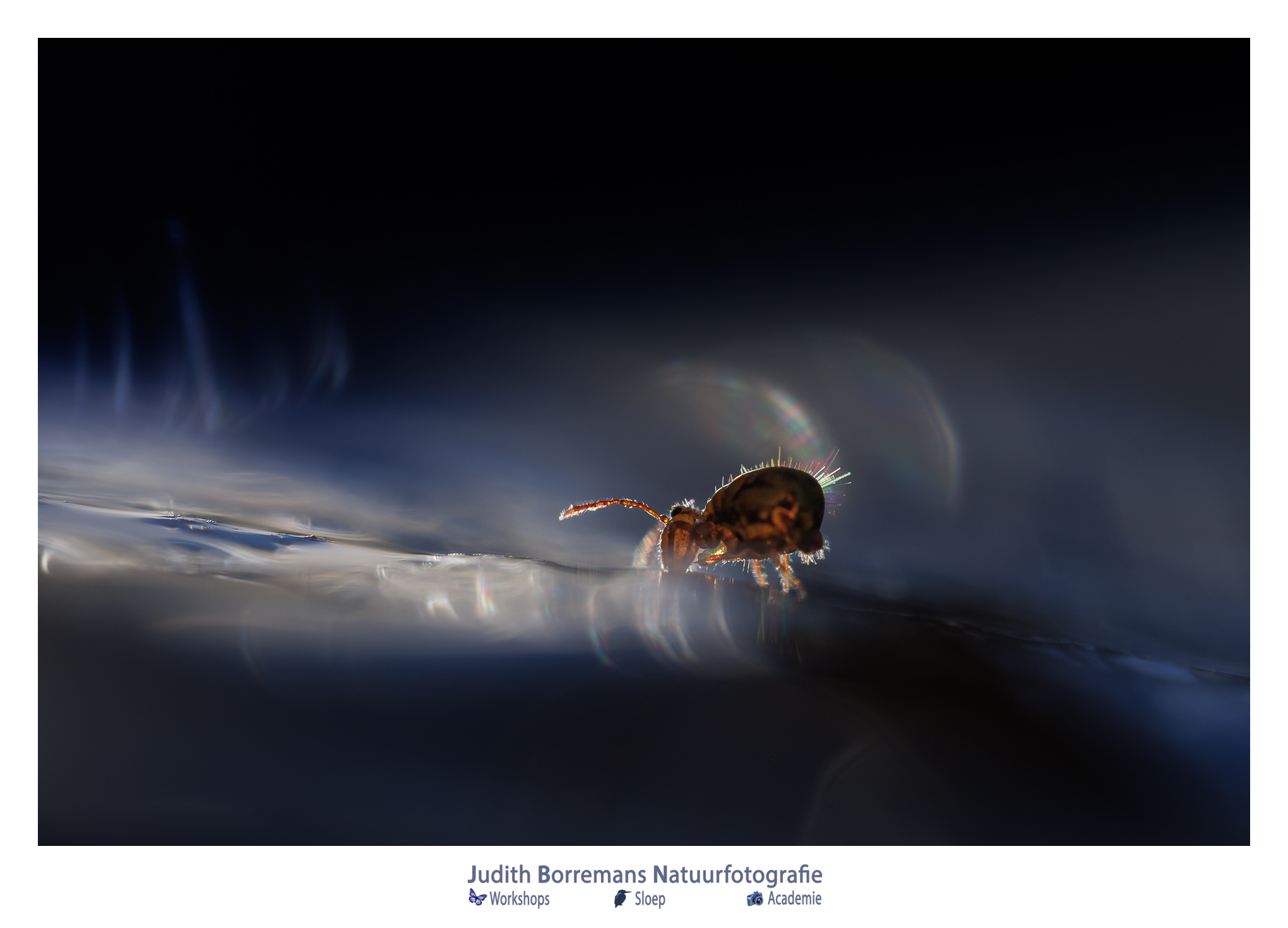 Springstaartjes fotograferen