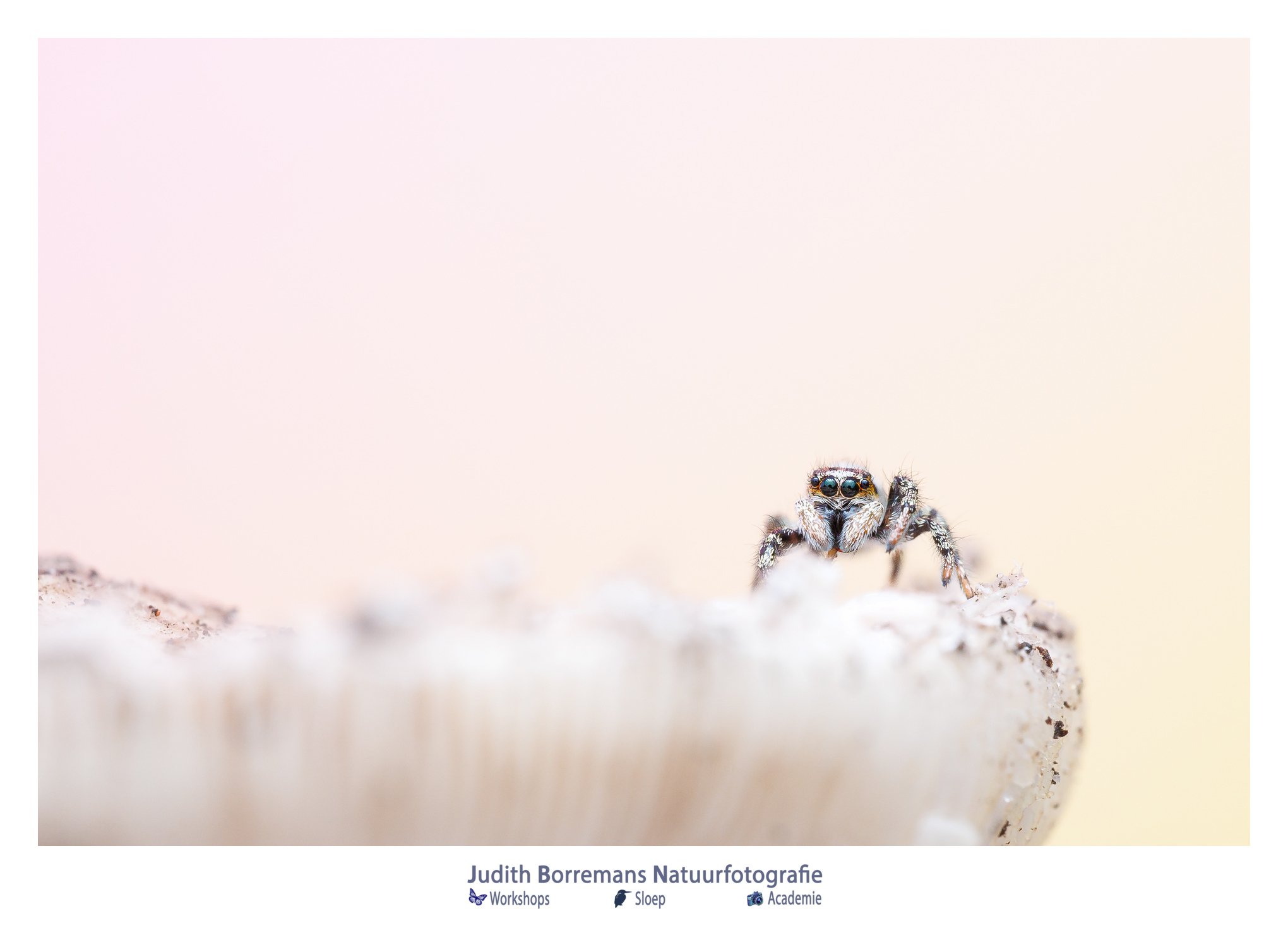 macro foto van een springspinnetje met grote ogen