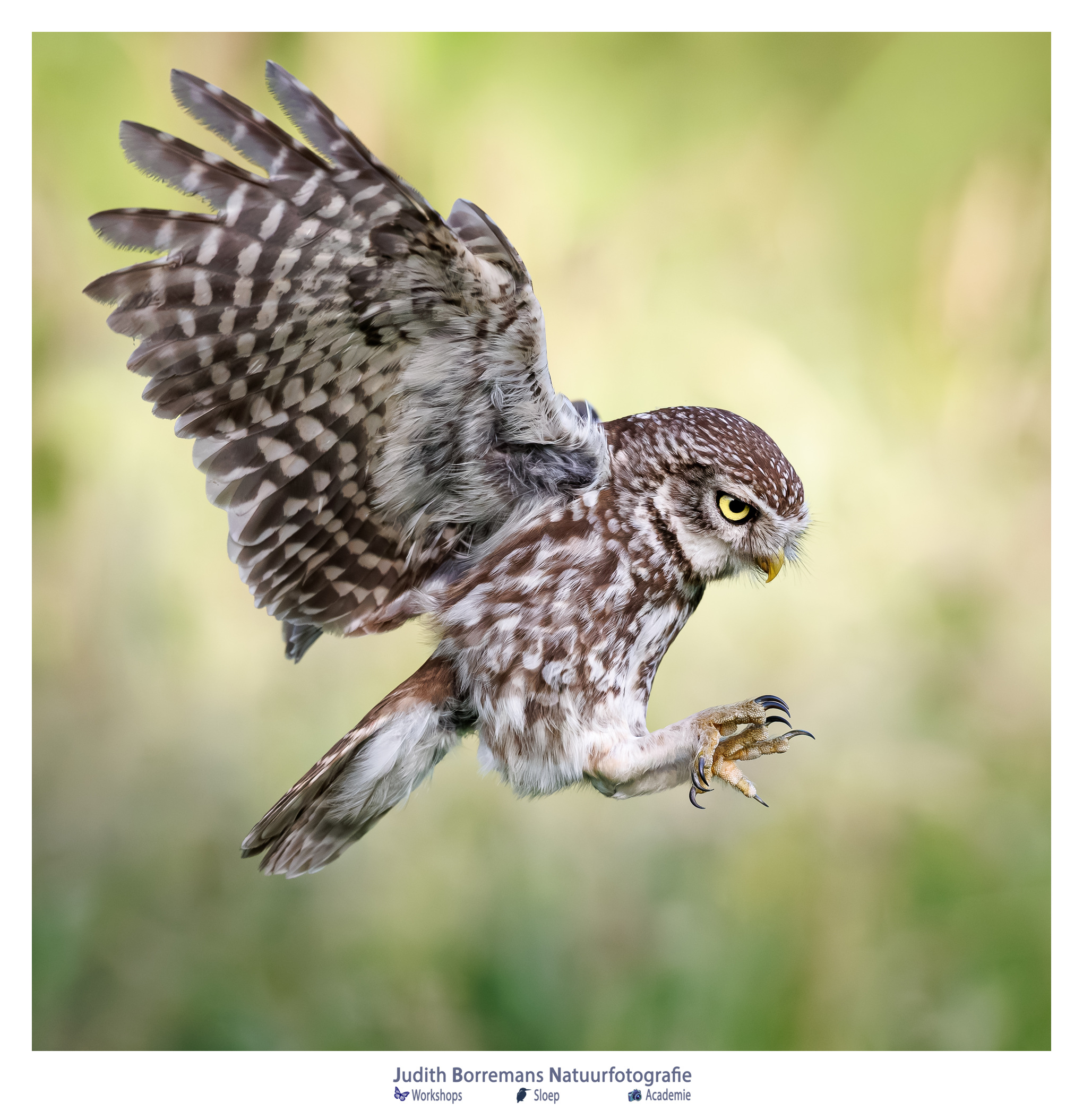 De landing van een steenuiltje fotograferen
