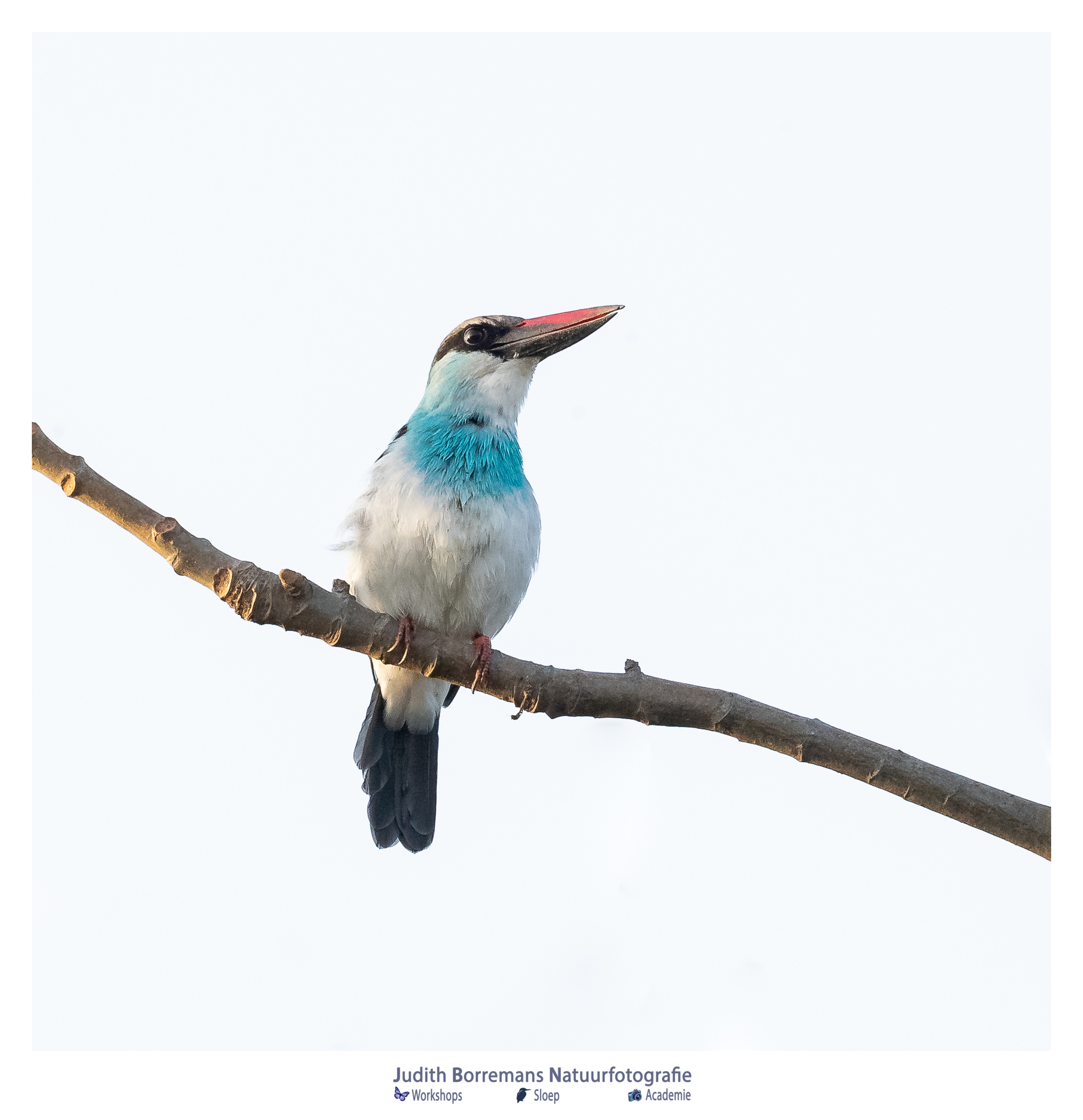 Teugelijsvogel (Blue-breasted kingfisher) in Gambia
