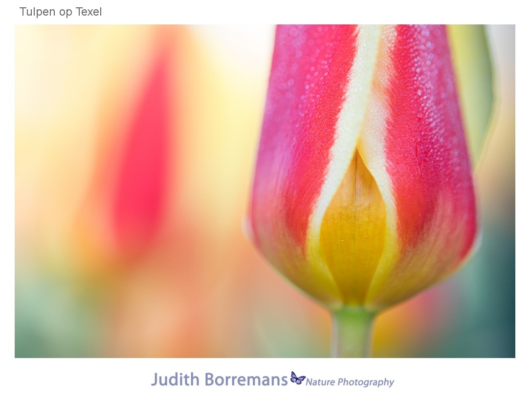 Tulpen op Texel