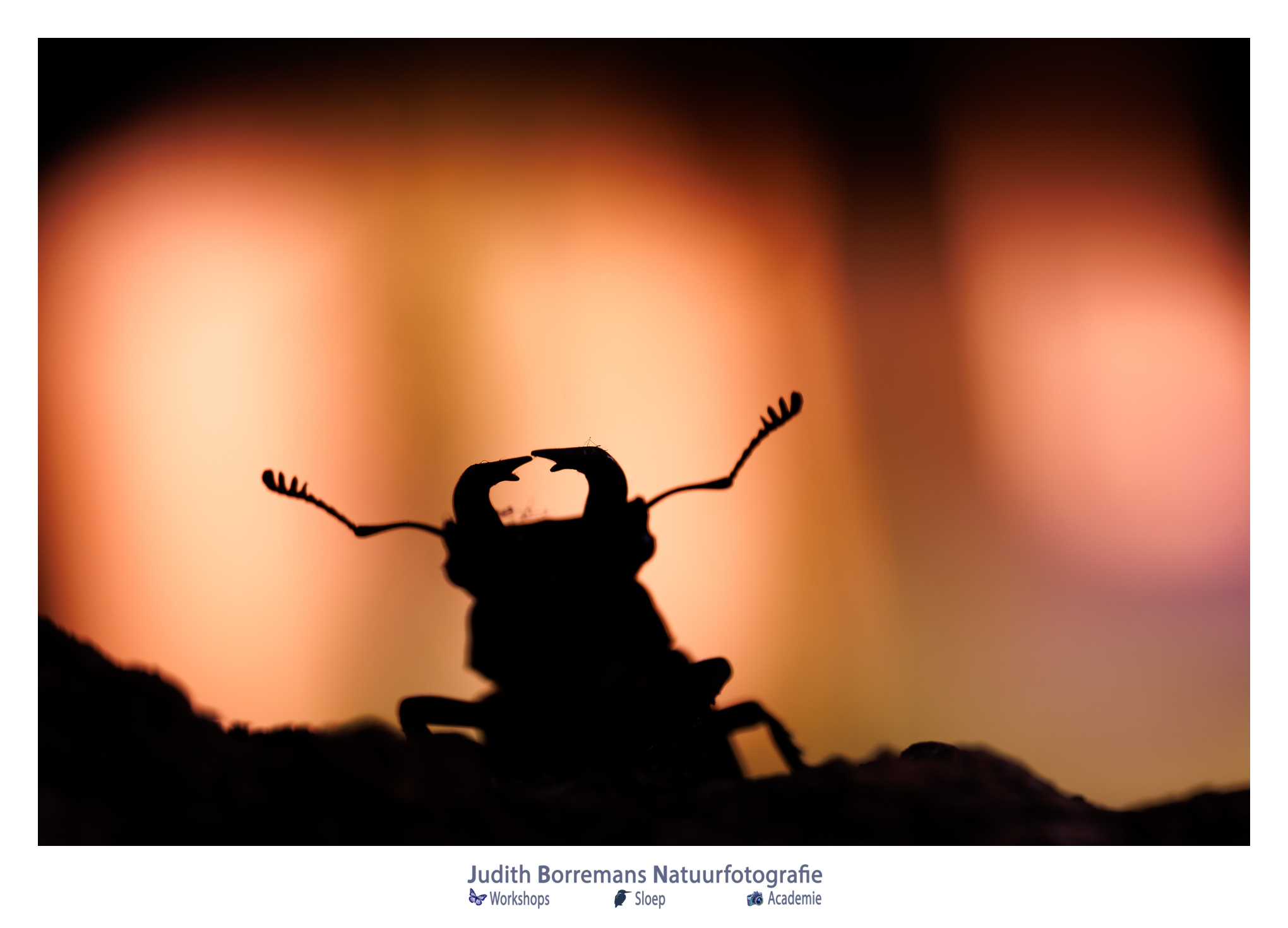 Vliegend hert gefotografeerd tijdens een macrofotoreis in Hongarije