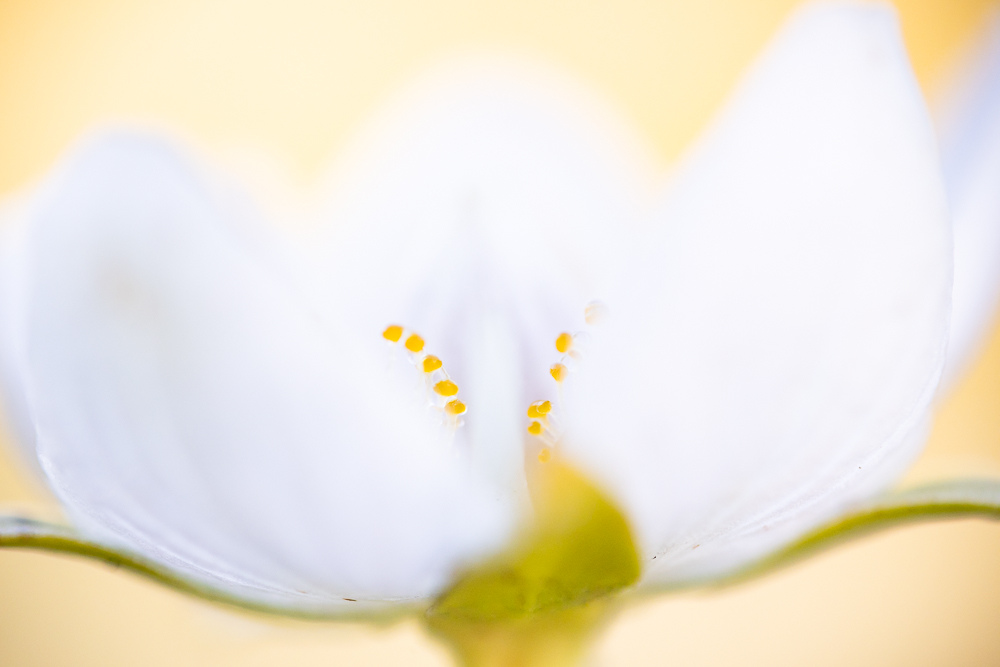 Laowa Ultra Macro Workshop