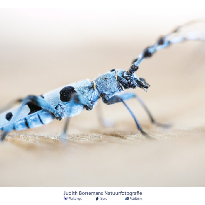 Alpenboktor tijdens een macrofotoreis in Hongarije