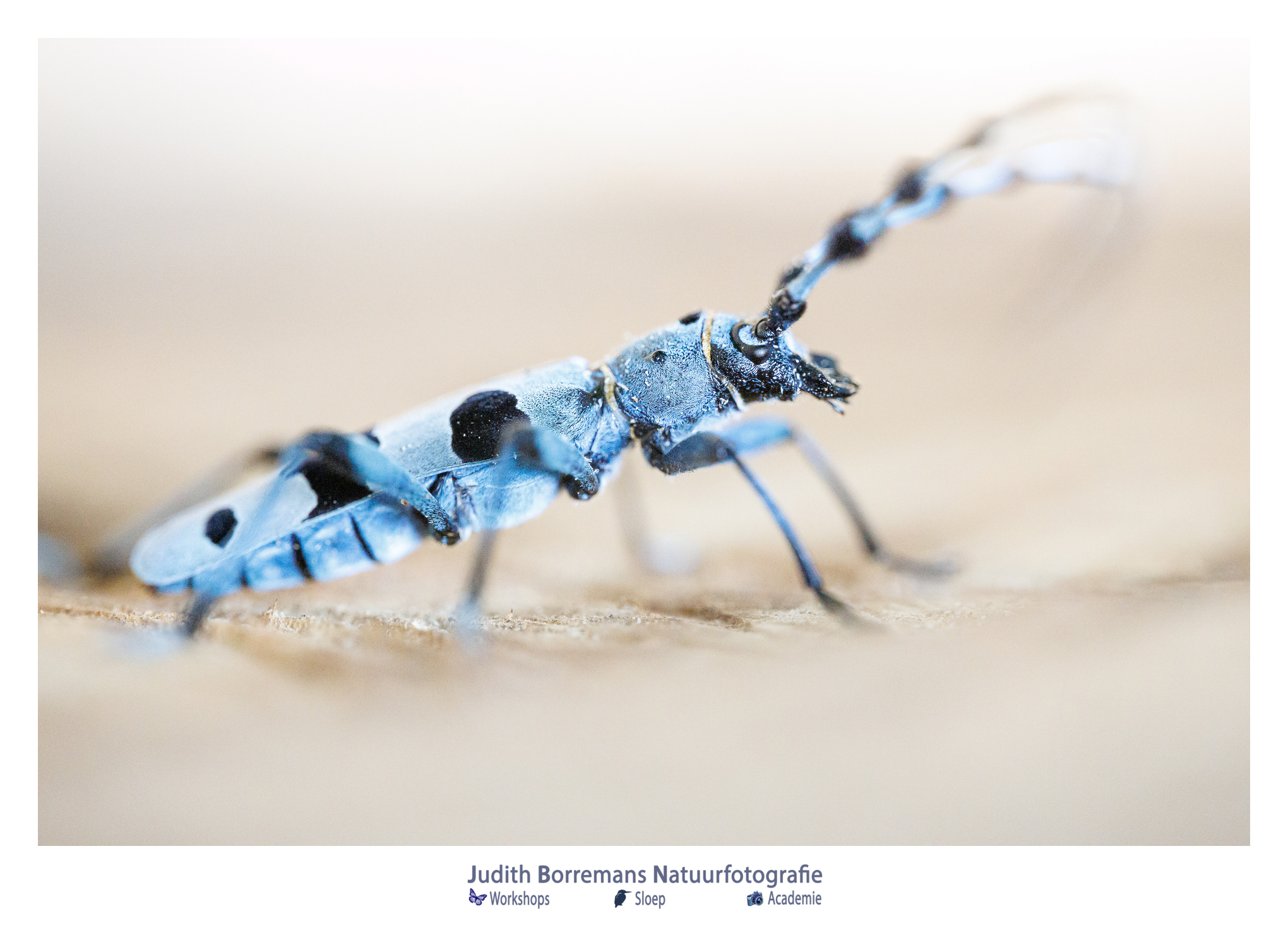 Alpenboktor tijdens een macrofotoreis in Hongarije