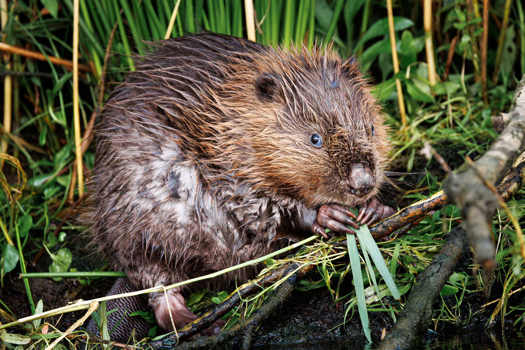 bever in de Biesbosch met de JBN sloep