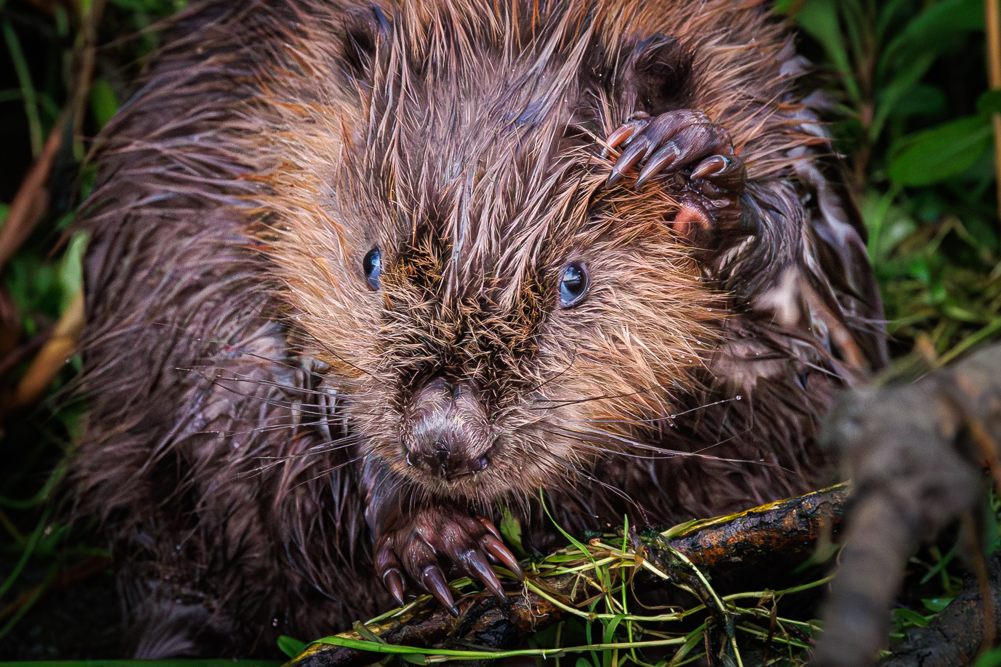 bever in de Biesbosch met de JBN sloep