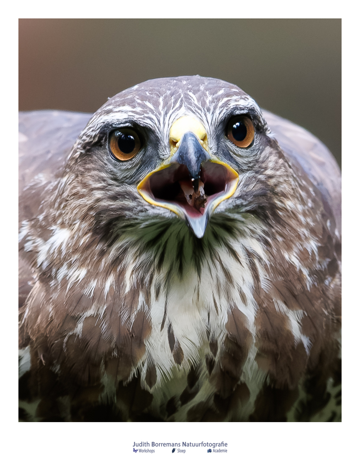 Close-up portret van een buizerd die vlak bij het vijvertje van Boshut Wim in Lille kwam zitten.