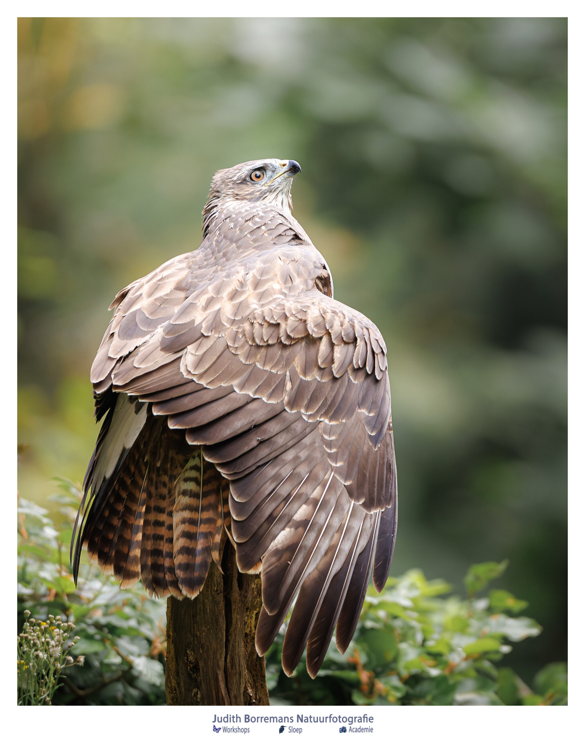 buizerd mantelt