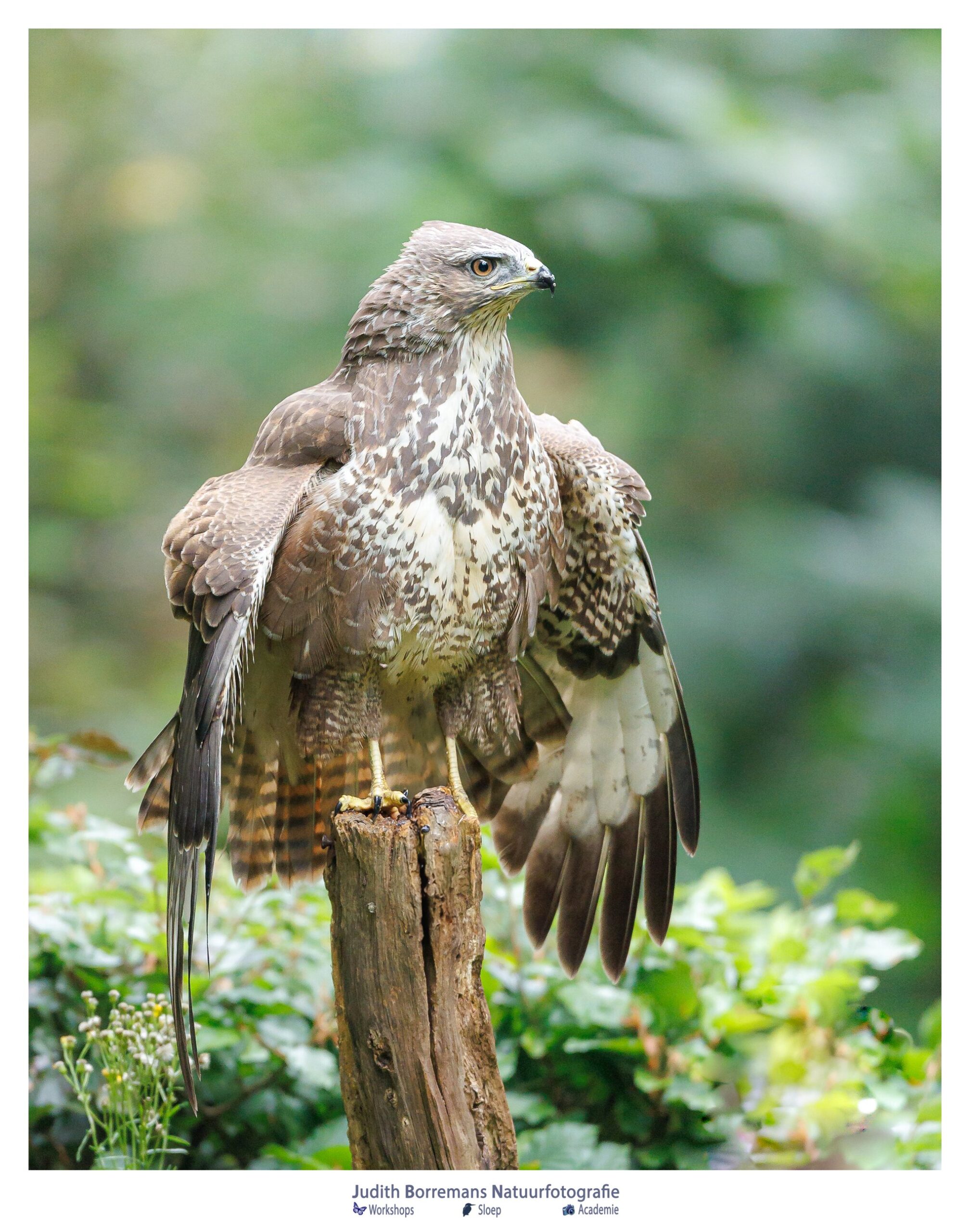 buizerd mantelt