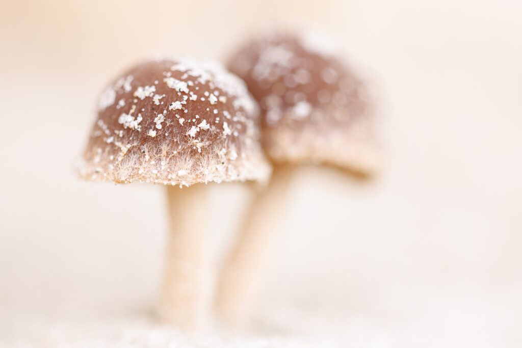 atuurfotografie workshop Zeeland duinpaddenstoelen