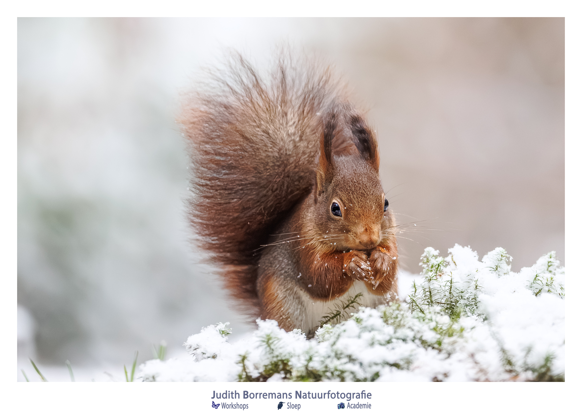 natuurfotografie eekhoorntje in de sneeuw