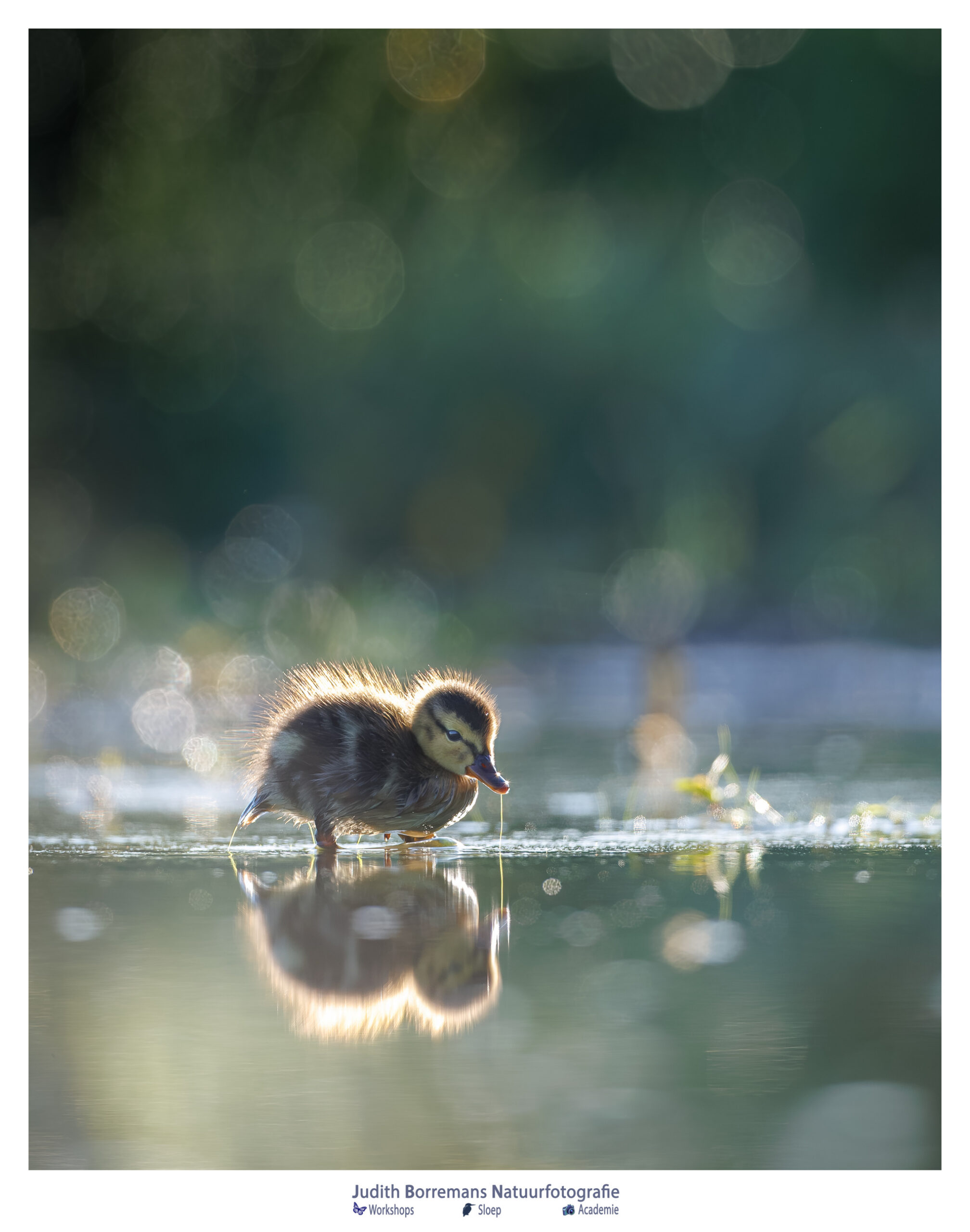 Eendenpulletje in het vroege ochtendlicht vanuit vogelhut Molswaerd