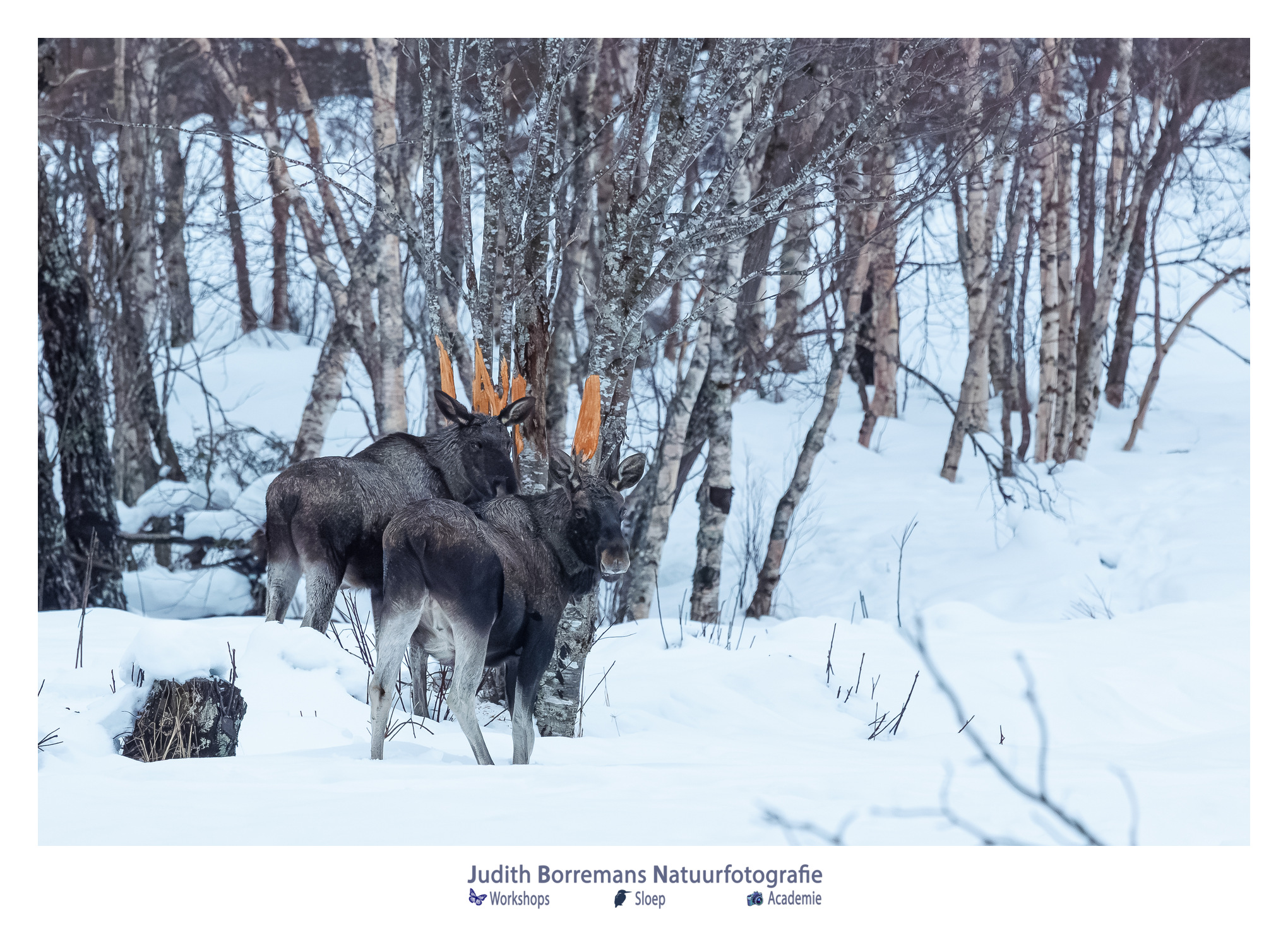 Eland in de sneeuw gefotografeerd tijdens fotoreis Noorwegen – JBN Fotoreizen