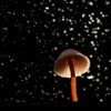Workshop flitsen en paddenstoelen