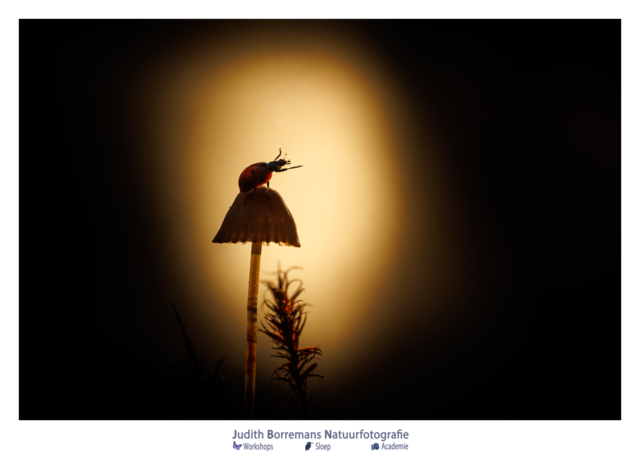 Lieveheersbeestje met pootjes omhoog op paddenstoel in het bos, gefotografeerd na de workshop Flitsen in het bos.